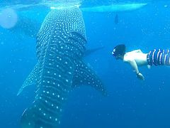 みんなでセブ島の旅。2017年【４日目】