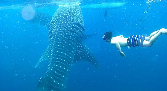 毎年恒例となった仕事仲間と友人らでの海外リゾート旅行！今回の渡航地は『フィリピン・セブ島』<br /><br />四日目は、オスロブのジンベイザメウォッチングと帰国の途へ<br /><br />早朝から夜までに大移動です。。