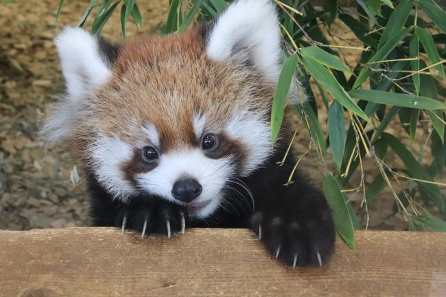 秋の動物赤ちゃんまつりの日本平動物園 ２ レッサーパンダ特集 Hello チャーミングなホーマーっ子は異父姉の ホーリーちゃんそっくり 赤ちゃんと間違えられた 可愛いホーマー ママ 小顔美女のまつばちゃん 暑くても半日お外で頑張ったヤマトくん 怠惰な