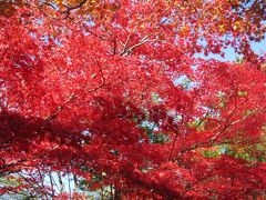 2017  錦秋 紅葉  小樽  和光荘と銀鱗荘  エグ・ヴィヴにパンを買いに行く　