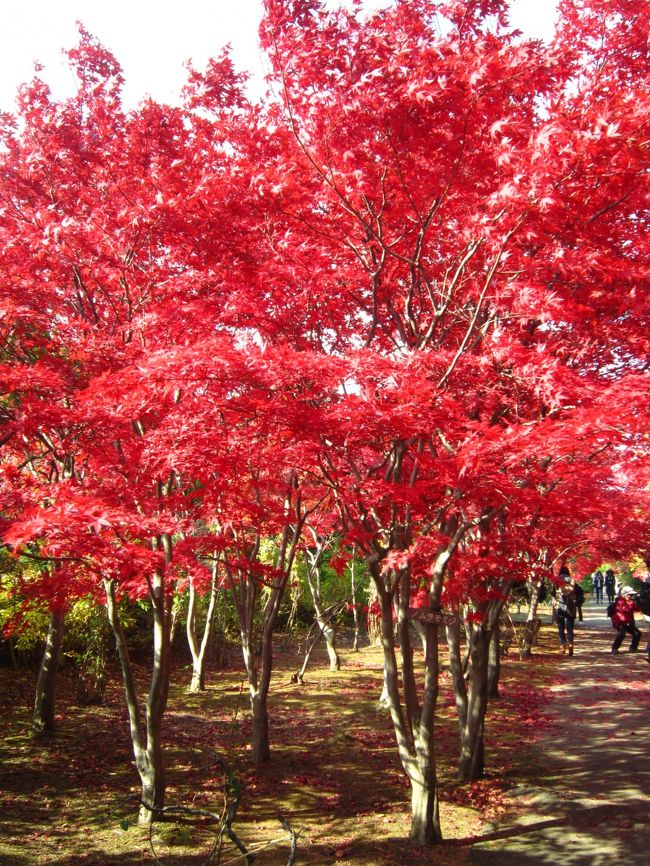 札幌に住んでいて、平岡樹芸センターという存在を知りませんでした。テレビで紅葉が見頃と放送していたので、秋晴れの1日行ってみました。北海道の紅葉は黄色はきれいですが紅はイマイチと思っていましたが、温暖化のせいでしょうか、最近は紅がとてもきれいに感じます。敢えてコメントは載せずに画像のみ羅列しました。平岡は10月28日、風が吹くと紅葉吹雪でした。<br /><br />後半の北大のイチョウ並木は11月1日。30・31日と台風の影響ですっかり葉が落ちていました。残念！やはり平岡の帰りに行けば良かった・・・