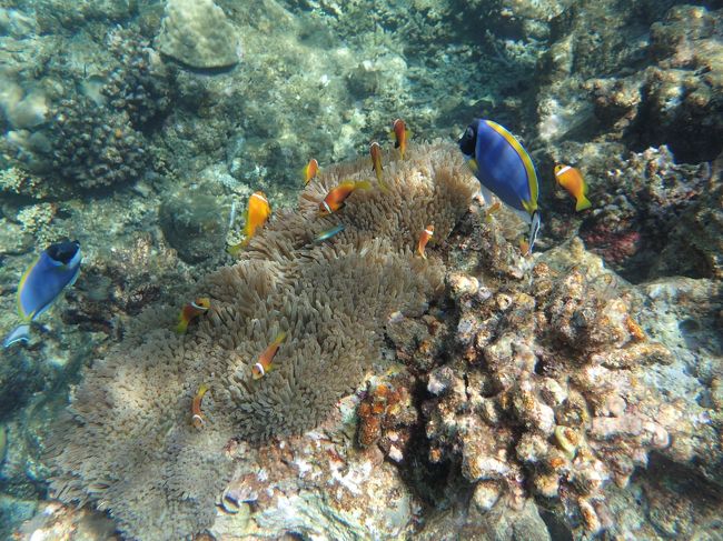アンサナイフルの海はとっても魚影が豊富でした。<br />サンゴは宮古島とかの方が、色とりどりできれいかもしれません。<br />しかし、ドロップオフがほんとに近くてビーチエントリーで十分楽しめます。<br />リゾートではサンゴの保護に力を入れているとのことで、いくつか決まり事もあります。サンゴの上に立たない、靴を履かない、手袋をしない、ドロップオフへは必ず５つあるパッセージからエントリーするなど。<br />ルールを守って楽しみたいものですね。<br /><br />バンヤンツリーでも、器材を持っていけばスノーケリングできます。<br />バンヤンツリーはアンサナイフルよりも広くて、ドロップオフがかなり遠かったので、疲れました。でも、サンゴはこちらの方がきれいだし、大物もたくさんいました。また、ウミガメの赤ちゃんを育てている生簀があります。エイも餌付けされているので、遭遇確率が高いと思います。<br /><br />出会った魚や鳥などをまとめてみましたが、名前が間違っているかもしれません。