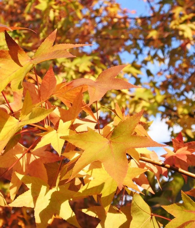 あれから1週間。紅葉が一段と進み、園内のあちらこちらで見頃を迎えている。