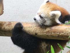 初めて自分で運転してアクセスした雨の埼玉こども動物自然公園は紅葉麗し～３週末続けて見に行ったレッサーパンダのハナビちゃんの赤ちゃん＆今年2017年生まれの動物赤ちゃん写真のオリジナル・カレンダーをゲット！