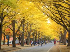 Colors4・・・母娘旅in北海道その3～黄色！本当に真っ黄色！！短時間滞在となりましたが素晴らしかった北海道大学のイチョウ並木と小樽の夜景～