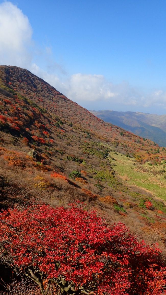 　まえから思っていたんです。牧ノ戸登山口から登って長者原登山口に下りて、車に乗って帰りたいと。それには車2台で行くか、バスかタクシーを利用するしかない。現実味があるのはバス利用ですが、数少ない路線バスの時間に合わせて長者原に着いとかないといけないので、なかなか機会がありませんでした。<br />　今回、九重インターから牧ノ戸までを1日３往復する無料バスがあるというので、乗ってみました。<br />　「きっとマイクロバスだよな。満席だったらどうしよう？高速バスじゃないから立っててもいいのかな？」とかいろいろ心配しながらバスを待ちましたが、乗客は私一人でした。そして、大きな立派なバスでした。