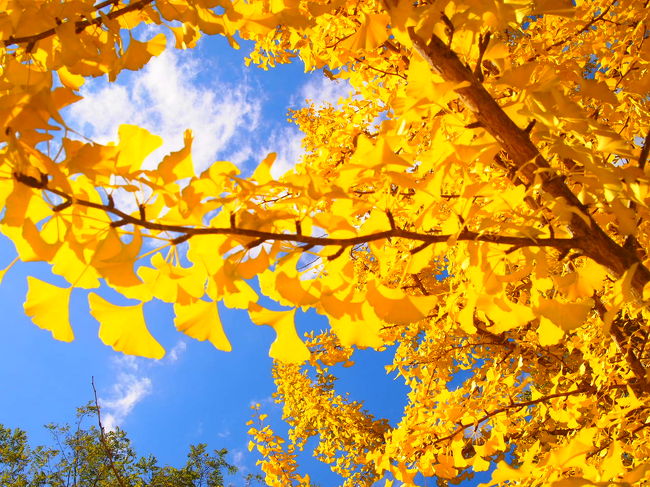 ２年前に立川市にある昭和記念公園へイチョウ並木へお友達と行き、今年は違う銀杏並木へ行きたいね！<br />秩父まで出掛けてきました。<br />ポカポカ陽気でお出掛け日和でとっても綺麗な秋色を楽しんできました♪<br />