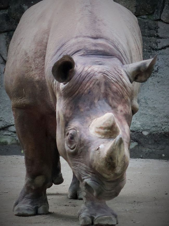 クロサイは、奇蹄目サイ科クロサイ属に分類される奇蹄類。本種のみでクロサイ属を構成する。<br />体長280 - 290センチメートル。尾長60センチメートル。肩高132 - 180センチメートル。体重350 - 1,300キログラム。雌はこれよりもやや小さい。頭部や胴体は長く、頸部は太い。成獣では耳介や尾の先端を除いて体毛で被われない。頭にケラチンでできた2本の角が直列してついており、前方の角がより大きく、長さ70cmほどになる。時には小さな3本目の角ができることもある。体色は灰色や灰褐色で、生息地の土の色によって異なる。むしろ、口の幅が広く、wide rhinoceros とされるべきところのサイが誤記されて white rhinoceros、つまりシロサイとされてしまったため、それと対照的なもう一方のアフリカのサイをクロサイとしてしまったと考えられている。<br /><br />クロサイは生息地に適応して、次のような特徴を有している。<br />鋭い草や棘のある低木から身を守るために、皮膚は厚く、層状になっている。<br />足の裏は厚くなっていて、衝撃を吸収し、脚を保護する<br />若葉や新芽が食べやすいように、上唇は物をつかむのに適応した形になっている。<br />大きな耳は回転することができ、音の来る方向が分かる。<br />大きな鼻は捕食者の臭いを敏感に察知する。<br />2本の大きな角は防御や威嚇に用いられる。<br />（フリー百科事典『ウィキペディア（Wikipedia）』より引用）<br /><br />上野動物園　については・・<br />http://www.tokyo-zoo.net/zoo/ueno/<br />http://www.tokyo-zoo.net/movie/mov_book/0301_03/index.html<br />