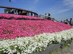 和泉リサイクル環境公園のチューリップ、芝桜。堺市の法道寺参拝。