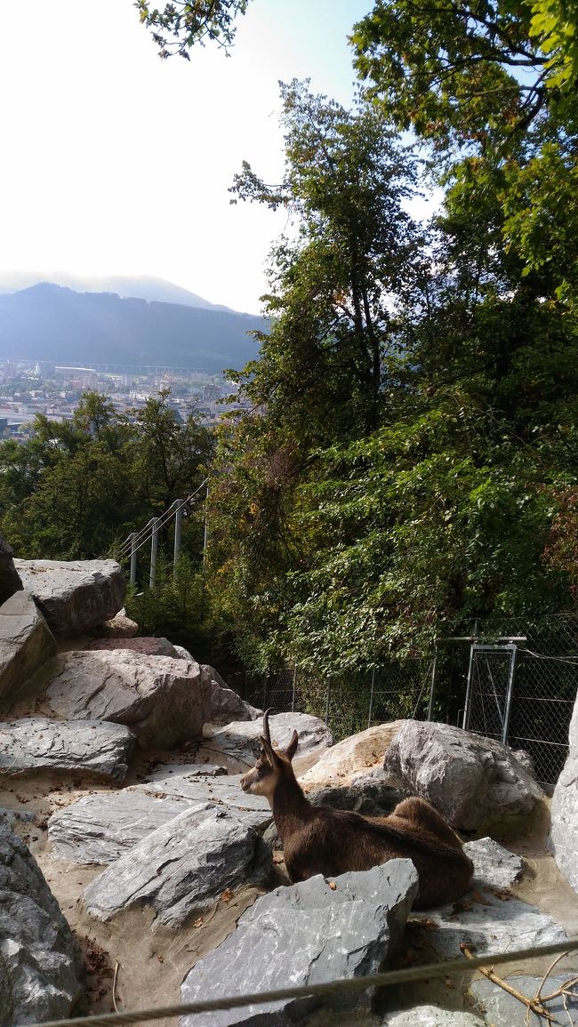 ウシ科の山岳動物シャモアに惹かれてオーストリアはアルペン動物園へ向かう。その後ルーマニアはブラショヴ、ブカレストと、計３つの動物園を駆け足で巡った全７日間の旅行記。