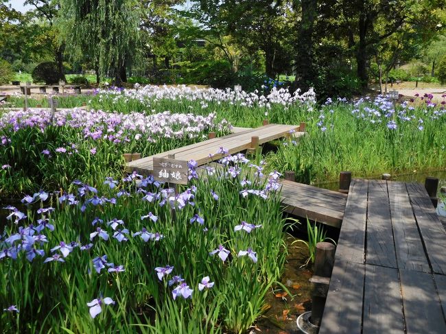 ２０１７年６月　フェリー２泊３日の旅　その１　フェリーと万博記念公園の菖蒲・蓮・睡蓮