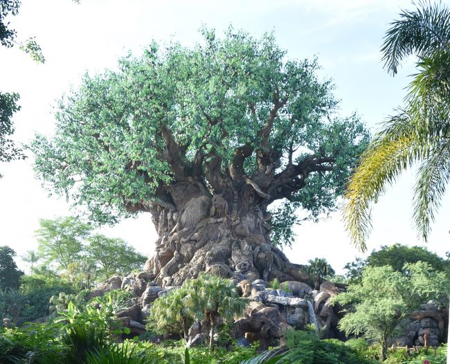 夫婦＋息子一人の3人でナイアガラ&amp;オーランド家族旅行8泊10日の旅に行ってきました、のその４です。<br /><br />行程の概要は以下の通りです（再記載）。<br />飛行機<br />8/8 エアカナダ6便 羽田17:40- トロント16:45<br />8/9 エアカナダ1868便 トロント20:55- オーランド23:36<br />8/15 ユナイテッド411便 オーランド16:29- シカゴ18:31<br />8/16 全日空11便 シカゴ11:50- 成田14:50(8/17)<br />宿泊<br />8/8 Niagara Falls Marriott on the Falls<br />8/9 Hyatt Regency Orlando International Airport <br />8/10-14 Walt Disney Dolphin Hotel<br />8/15 Chicago Marriott O’Hare<br />観光<br />8/8-9 Niagara Falls<br />8/10 Universal Studio Orlando<br />8/11 Kennedy Space Center<br />8/12-15 Walt Disney World<br /><br />ちなみに、筆者（夫）はDisneyやUniversal Studioに本来無関心の人間なので、うまく解説できずすみません。