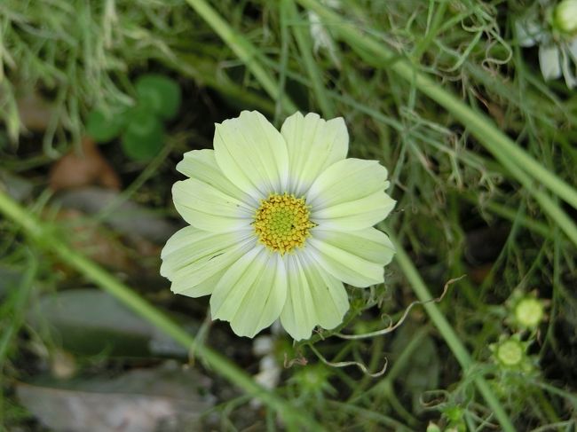 今年の１０月はスッキリしない天候が続いたため、「花の丘」のコスモスを見物するタイミングを逃していました。<br />それに追い打ちをかけるように、台風２１号が発生し、大阪万博記念公園は随分ダメージを受け、多くの立ち入り禁止エリアが発生しました。<br /><br />立ち入り禁止エリアの中に、「花の丘」も含まれていましたが、１０/２８（土）から立ち入り禁止エリアから解除されたとの情報が入りました。<br />早速、天気予報を確認し、”降雨確率０％の快晴日”に「花の丘」に出かけることにしました。<br /><br />関係者からの情報では、”花の丘のコスモスは、台風で大きなダメージを受けている。コスモスの茎はなぎ倒されているけれど、花は咲いているところもある。”とのことでした。<br /><br />”いずれにせよ、先ずはこの眼で実態を確認してみよう”と思い、昼過ぎに「日本庭園前ゲート」まで行きました。<br />ゲートの入り口では、入園＆通行可能エリアと不可エリアが表示された「万博記念公園マップ」が配布されていました。<br /><br />ゲートから入園すると、”台風被害は過去のこと。”とばかりに、遠足を楽しむ子供達や観光客で賑わっていました。<br /><br />いつもの花鑑賞とは違い、複雑な気持ちで「花の丘」のコスモス畑を目指しました。<br />そのような「旅行記」ですが、よろしければ一見していただければ有難く思います。<br /><br />※写真は、台風にも負けず、明るく、力強く咲いていたコスモス「イエローキャンパス」。<br />