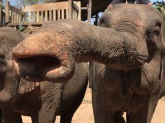 駐在のついでに 【現地速報】ラオス Luang Prabang 遠征(3) 郊外１日ツアー ！