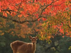 奈良　紅葉めぐり～奈良公園、吉城園、依水園、圓成寺