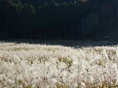 箱根仙石原　すすき草原の見ごろは続いています　２０１７年１１月３日