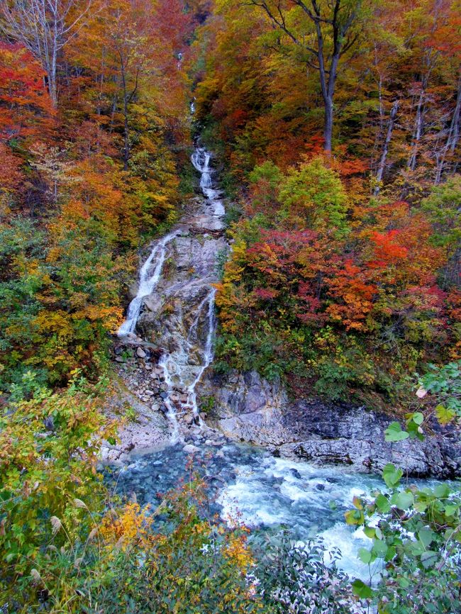 今年の紅葉は例年になく美しいと聞かされて、楽しみにしていましたが！<br />週末は雨にたたられて、台風まで２回も来てしまいました。<br />残念な気持ちのまま、とりあえず福島県南会津方面へと出かけて見ました。<br />やはり例年と比較すると、紅葉前に葉が茶色くなっているところがおおいようでした。がっかりしながら檜枝岐まで行ってみました。<br />でも所々で素晴らしい紅葉を見る事もできました。<br />小豆温泉の錦秋橋からの滝と紅葉が素晴らしかったです。<br /><br />南会津町は、福島県の南西部に位置しています。<br /> 平成１８年３月２０日に田島町・舘岩村・伊南村・南郷村が合併して誕生しました。<br /> 歴史は古く、石器、土器の出土により縄文時代以前から先人の居住が知られています。<br /> 鎌倉時代に長沼氏の所領として田島地域に鴫山城が築かれ、江戸時代には、舘岩・伊南・南郷地域ともに 幕府直轄「天領御蔵入」となり、その後も会津西街道の主要宿場町として栄えました。