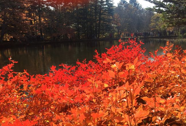 軽井沢の別荘を拠点に嬬恋村のバラキ湖、軽井沢の雲場池、鬼押し出し、草津温泉など、秋が深まった紅葉観賞の1泊2日の旅です。