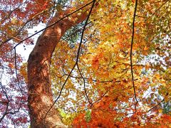 今年も、太閤さんの愛でた紅葉を見に、有馬へ行って来ました！