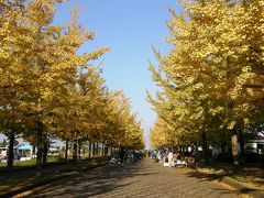 今朝の早朝ウォーキングは加須市にある花崎水上公園まで秋を感じながら往復歩きます・・・②加須市の花崎水上公園を秋を感じながら楽しむ。