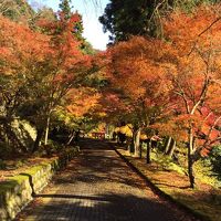 紅葉まっさかり　身延山登山と下部温泉に浸かる！