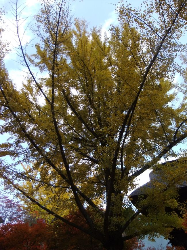 信州(長野)大町(黒四ダムの長野側入口が大町)の周辺の紅葉狩りを楽しみました、4日は大町ダム(高瀬渓谷と大町ダム)、翌日<br />5日は霊松寺の銀杏の黄色の紅葉といろはもみじの赤を堪能しました、素晴らしい紅葉でした