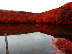 猫探し【青森・秋田（秋田～青森の紅葉・Autumn colors in Akita & Aomori）編】