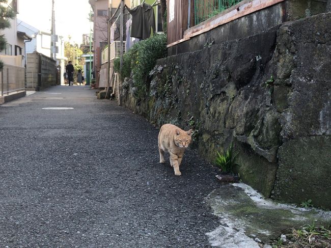 最近のオフはほとんど湘南藤沢の鵠沼・・<br />自遊人過ぎるじゃん？という我が家の冷やかな目を感じつつの海通い<br />ベースは第２のホーム化？してしまった湘南江ノ島シーサイドゲストハウス<br />海まで２分のご機嫌なハウス<br />ちょい駅からは遠いけど、湘南鵠沼の閑静な住宅街にあるいいんだよね<br />もちキッチン付だからあれこれ言われずちょい料理したり<br />海まではR134渡り２分ぐらい<br />で、今日は波も無く・・午後から江ノ島裏路地探索すっかな！のツアー<br />あまり面白くないかもの備忘録