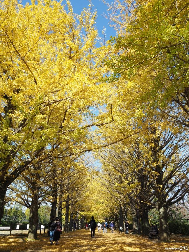 黄金色に輝くイチョウ並木と紅色に染まるモミジの日本庭園で人気の昭和記念公園へ出掛けました。<br />今年の黄葉紅葉は、例年よりも少し早そうです。<br />しかも、この日は強風のためイチョウの葉はどんどん散っていました。<br /><br />昭和記念公園の黄葉紅葉まつりは11月26日までですが、お出掛けになる場合はお早目に！