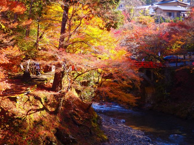 高雄（尾）山神護寺、栂尾山高山寺とともに三尾の名刹と数えられる槇尾山西明寺。<br />これらのお寺の中でもいち早く見頃となった西明寺の紅葉見物に出かけてきました。<br /><br />※予定ではこの日小梅を連れて哲学の道か京都御苑に行く予定でしたが、残念ながら体調がすぐれず病院に連れて行き、小梅パパの紅葉一人旅となりました。