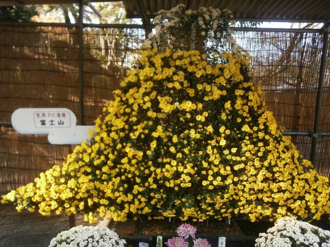 小春日和の一日、川越で菊祭り