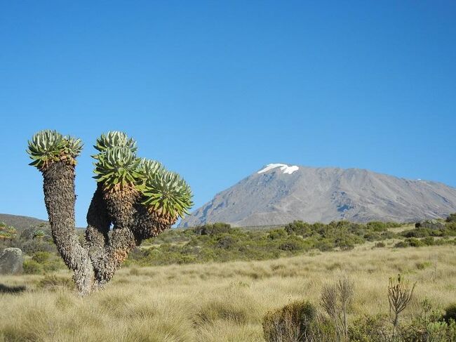 昨年4000m峰（キナバル山）を登頂し、今年は5000m峰としてキリマンジャロに登頂する挑戦旅です。<br />・http://travelmac.at.webry.info/theme/54e10e0f58.html