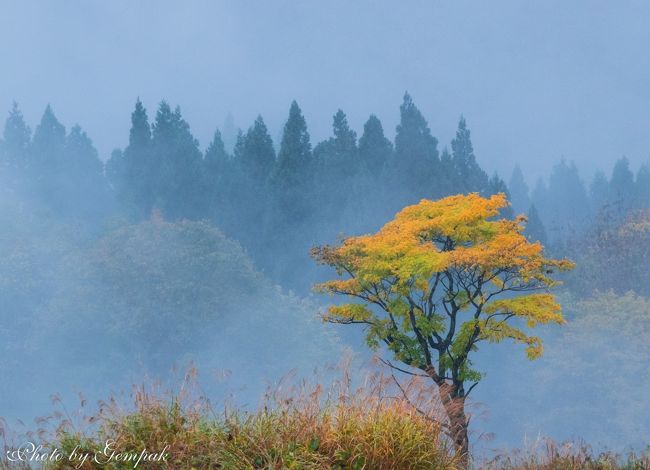 　写真撮影を趣味とする仲間7人で、山の紅葉撮影がメインの温泉一泊秋の撮影旅行に行ってきた。行先は、裏磐梯経由で山形県南西部の飯豊町、小国町。あいにく2日目は雨に祟られたが、それはそれで、晴天とは違う一味違う風景に出会うことができた。<br />　2日目はまず、泡の湯温泉近くの樽口峠で雨に煙る山間の紅葉撮影、その後、帰路の途中、小国町内の中山間地域で写欲が沸くような風景に出会えると、そのつど車を停めて撮影を楽しむということを繰り返す撮影旅行だった。