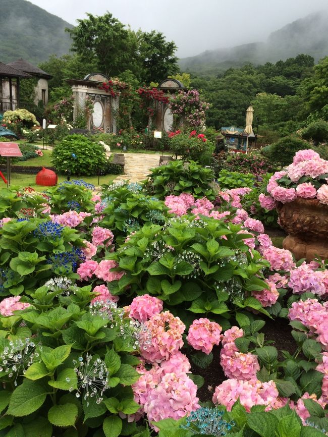 箱根のガラス森美術館に行って来ました。あいにくの雨模様でしたが、紫陽花に雨はお似合いでとっても綺麗でした。