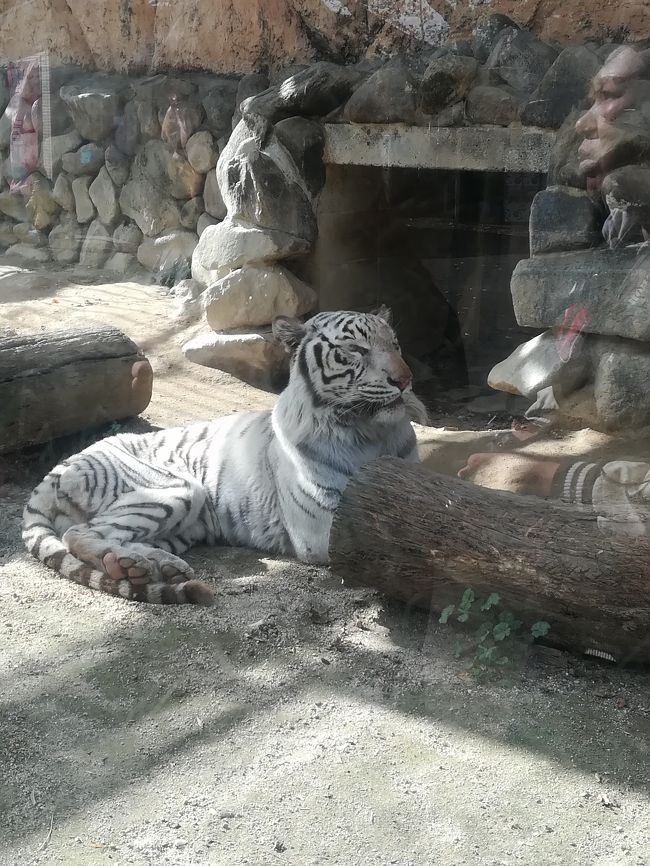 家から片道2時間かけて、日帰りで東武動物公園に行きました。<br />事前にワンデーパスをチケットショップにて2000円で買っておきました。ワンデーパスは通常4800円もかかり、結構高いので、レジャー施設へ行く際は、チケットショップを回ってみると良いです。<br />このパスで遊園地と動物園の両方楽しめました。<br />ジェットコースターは2種類あり、木製コースターのレジーナには乗りました。高いところは苦手ですが、私なりに頑張りました。<br />カワセミは怖すぎて無理でした。<br />稲川淳二の三面鏡の怪も怖くて最後まで目を開ける事は出来ませんでした。<br />子供たちが喜びそうな乗り物にも乗り、いい思い出になりました。<br />動物園には、ホワイトタイガーがいました。稀少な動物らしいので、見れて良かったです。<br />シロクジャクも珍しかったですね。<br />