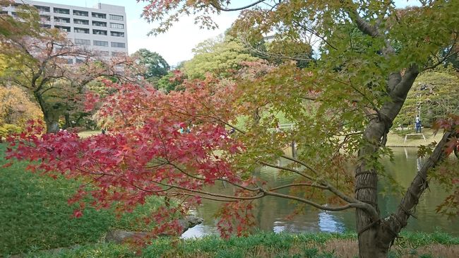 　今回は、小石川後楽園と清澄庭園を見てきました。小石川後楽園は、徐々にですが紅葉が進んできたような気がします。清澄庭園は、紅葉の庭園ではないのでのんびりしてきました。