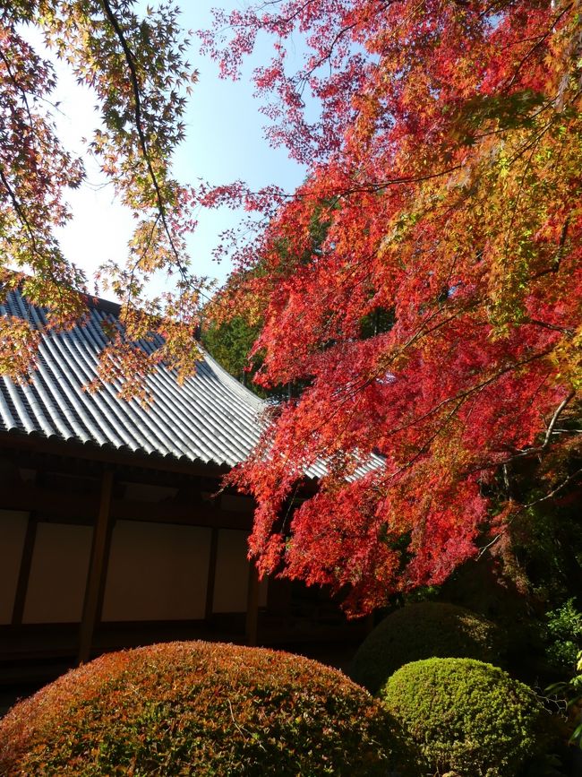 桐生市の「崇禅寺（そうぜんじ）」というお寺に行ってきました。桐生市の市街中心部から５ｋｍ程の距離、北の山腹にあります。<br />ホームページによると、８００年余の歴史のあるお寺で、「臨済宗建長寺派　萬松山 崇禅寺」だそうです。<br />一部のネット情報で、紅葉が綺麗なお寺として紹介されていました。<br />今回（１１月上旬）は、まだ紅葉には早いとは思いましたが、行ってみたら案の定、色付きは５割弱でした。しかし、それでも綺麗な紅葉を楽しむことができました。１～２週間くらい経つと、もっと綺麗になるのではないでしょうか。