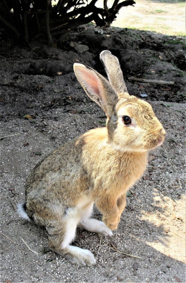 　ツアーでウサギがいる大久野島にクルーズ。<br />島には４０分しかいなかったので大忙し。<br />しかしウサギは暑いので木の陰などに隠れていてあんまりいなかったです。<br /><br />　昨年１１月には大久野島に宿泊しましたが、その時はウサギがたくさんいたです。<br />夏にウサギを見ようと思ったらあんまりお勧めではないかもです。<br /><br />　その後はまた船に乗り生口島に行きランチとドルチェでアイスを食べました。<br />