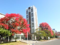 2017年版・岡山大学の紅葉（位置情報つき）