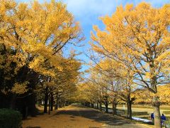 錦秋の国営昭和記念公園　2017年