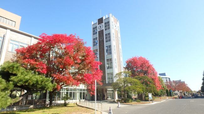2017年に岡山大学構内で見られた紅葉・黄葉のアルバムです。撮影日順に掲載し、12月下旬の紅葉終了まで追加していきます。<br />2017年の特徴としては、時計台脇のカイノキの紅葉が例年になく鮮やかになっていることです。ここにあるカイノキは両側ともメス樹であるため、年によっては実をたくさんつけすぎて気の毒なほどにみすぼらしく見えることがあります。2017年は、なぜか殆ど種をつけませんでした。そのほか、ケヤキやナンキンハゼが例年より鮮やかです。<br />いっぽう、イチョウ並木やケヤキの黄葉はほぼ例年なみでしょうか。<br /><br />※2016年、2014年、2013年のアルバムも投稿済みです。同じ場所、同じ樹でも鮮やかさは年によって異なります。<br />※岡山大学構内は全面禁煙となっています。（南北通りの歩道、座主川沿いの遊歩道も敷地内に含まれており禁煙です。）この時期は落ち葉が多く火災発生の恐れもありますので絶対にやめてください。