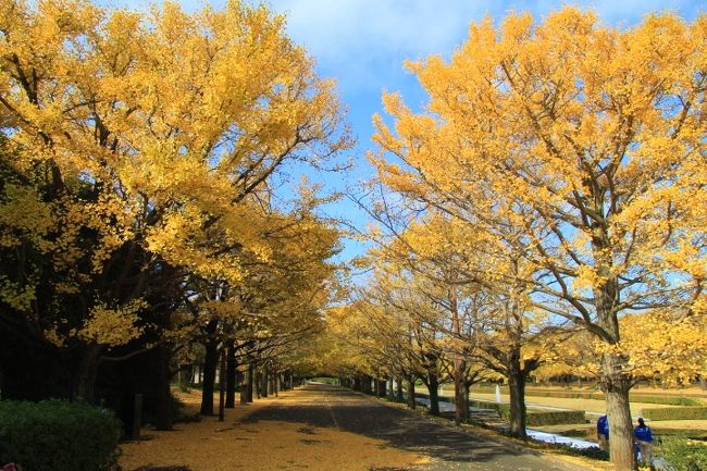 錦秋の国営昭和記念公園　2017年