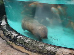 鳥羽水族館に癒しを求めて