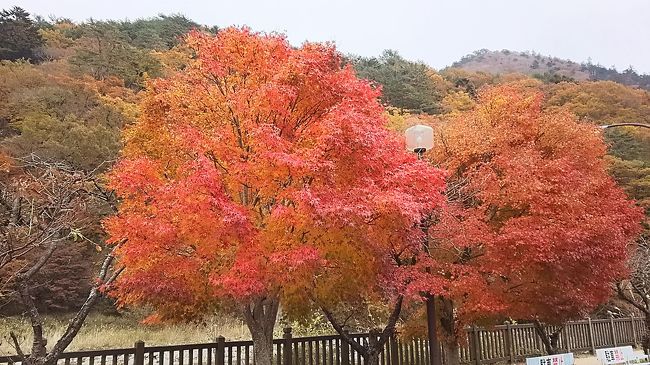 秋の醍醐味の紅葉と温泉に、パンの香りにつられて・・・<br />日帰りで行ってきました！