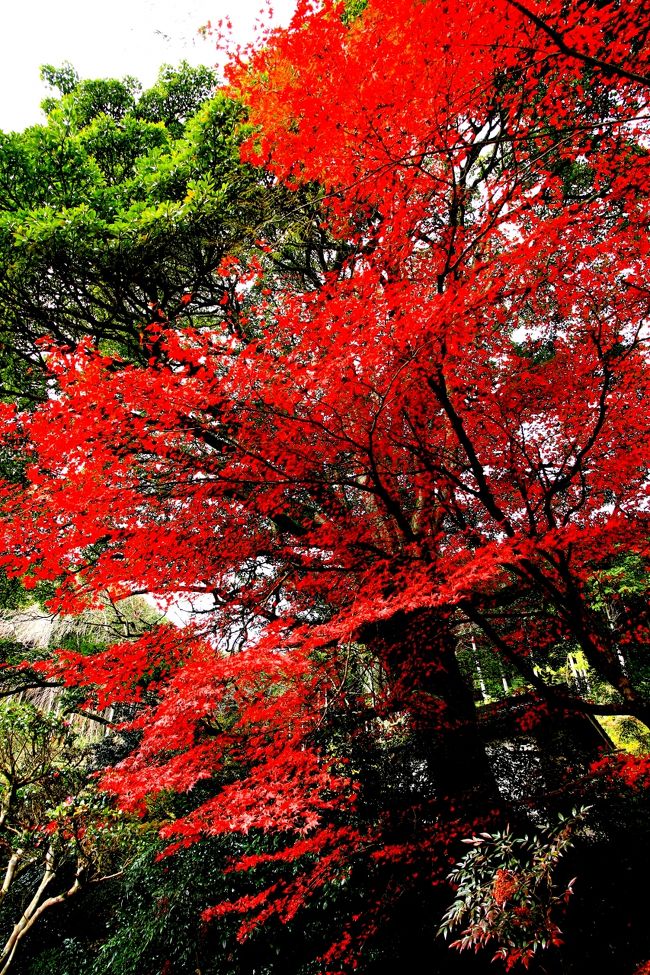 丹波紅葉三山　円通寺、石龕寺の紅葉<br /><br />丹波紅葉三山　高源寺、円通寺、石龕寺を巡ってきました。<br /><br />雨が降ったりやんだり、晴天になったかと思うと雨。目まぐるしく天気がかわる中、しっかりと紅葉を楽しんできました。<br />全般的に紅葉が進んでおり、見頃のピークは過ぎていました。<br /><br />観光客もさほど多くはなく、駐車場もすいていて、紅葉を堪能できました。<br />高源寺と圓通寺、石龕寺の２回に分けます。<br /><br />円通寺、石龕寺の紅葉<br />写真は円通寺の真っ赤な紅葉<br /><br />