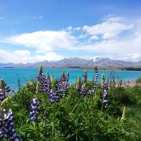 春のニュージーランド　ドライブの旅（マウントクック ハイキング～テカポ編）
