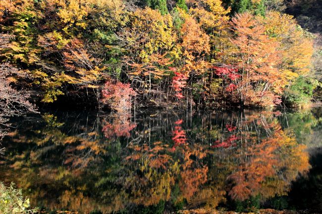 ☆秋も深まり紅葉はいよいよ里山近くまで下りてきました。<br />福島県は首都圏から近いということもあり<br />紅葉の名所には関東からたくさんの観光客がやって来ますが<br />その多くは裏磐梯や会津など著名な観光地の紅葉を楽しみます。<br />でも福島県にはガイドブックには載らなながら美しい紅葉の名所がたくさんあり、今回紹介する滑川砂防ダムもそんな隠れた名所の一つです。<br /><br />名前の響きが人工的だからか紅葉の盛りでも観光客はほとんど来ません。<br />この秋、私は２度訪れましたが平日ってこともありますが<br />私の他に誰一人やって来ませんでした。<br /><br />小さな砂防ダムだし、鑑賞できるポイントは基本的に堰堤からとなりますが<br />頑張って道なきダム湖を一周すれば素晴らしいビューポインがたくさんあるので<br />写真好きにはたまらない紅葉のMy favorite placeになることでしょう。<br /><br /><br />
