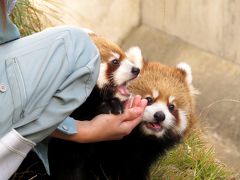 秋のレッサーパンダ紀行【８】 王子動物園　はじめましてっ！！ジャズ＆メロ兄妹！！ ２年ぶりに誕生のミンファちゃんとガイア君のおチビちゃん！！