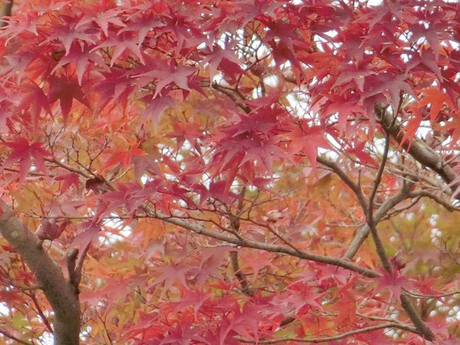 少し早い紅葉見物とリフレッシュを兼ねて、秋の京都へ1人旅してきました。