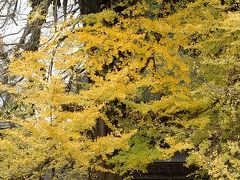 銀杏の樹木　　　ＩＮ　　広徳寺